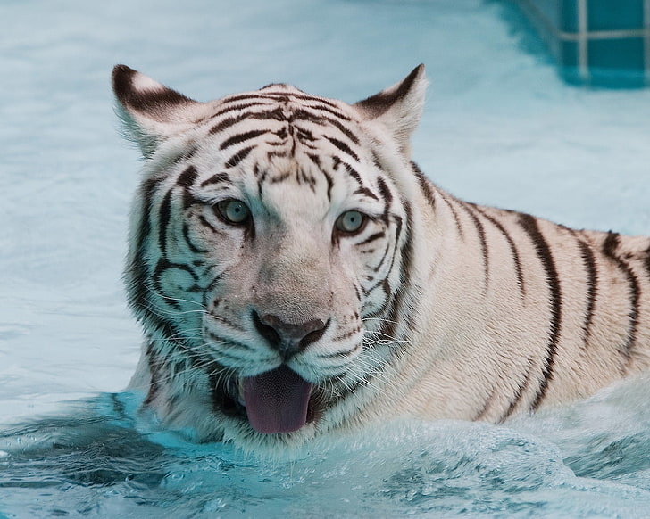 белый бенгальский тигр, тигр, альбинос, вода, плавать, морда, большая кошка, хищник, HD обои