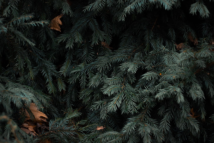 green pine tree, spruce, branches, needles, green, HD wallpaper