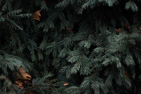 green pine tree, spruce, branches, needles, green, HD wallpaper HD wallpaper