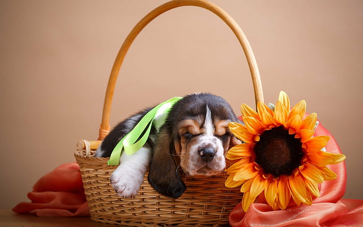 Hunde, Basset Hound, Tierbaby, Korb, Hund, Welpe, Sonnenblume, HD-Hintergrundbild