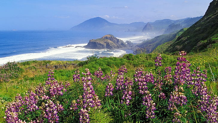 цветы, море, скалы, горы, пейзаж, побережье, HD обои