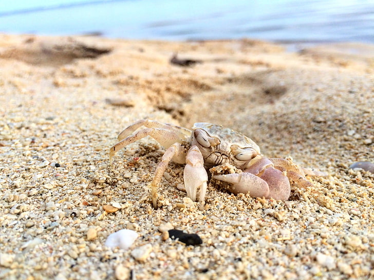 brown and white crab, beach, crabs, macro, closeup, sand, HD wallpaper