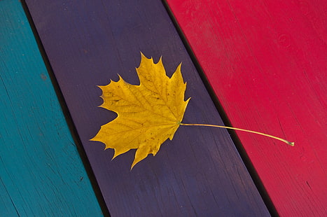 أوراق القيقب الصفراء ، أوراق الخريف ، أوراق الخريف ، أوراق الخريف ، الرصيف ، الجدول ، الأصفر ، أوراق القيقب ، ألوان الخريف ، أوراق الخريف ، الموسم ، لون الخريف ، الأوراق المتساقطة ، الخريف ، الأوراق ، الطبيعة ، الخشب - المادة ، اللون البرتقالي ، أكتوبر خلفيات متعددة الألوان شجرة القيقب البني والأحمر الألوان، خلفية HD HD wallpaper