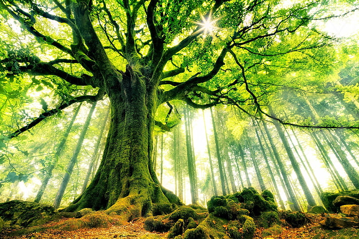 이끼 낀 녹색 잎된 나무, 자연, 나무, 숲, HD 배경 화면