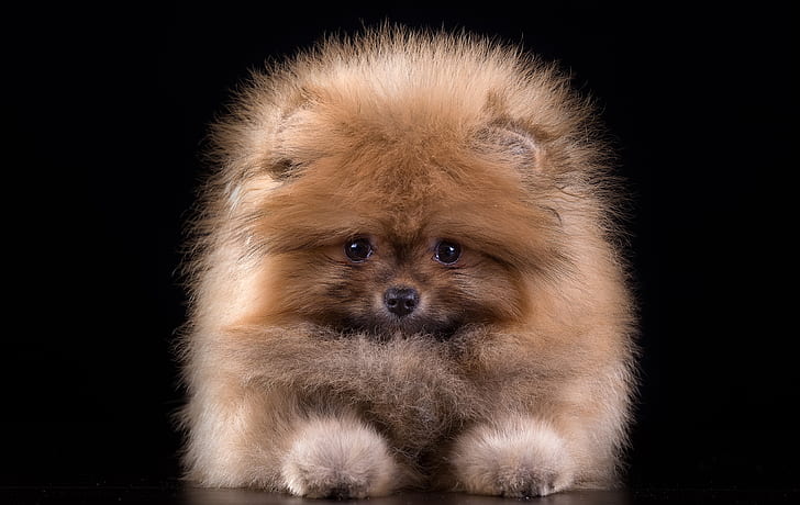 Dogs, Pomeranian, Animal, Dog, Fluffy, Puppy, Spitz, HD wallpaper