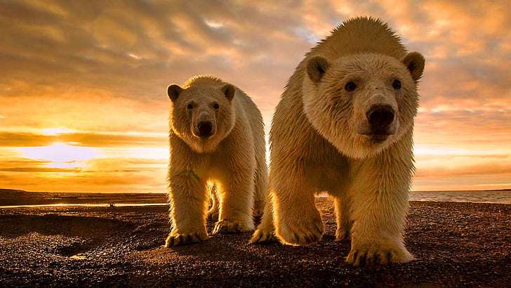 Polar Bear Sunset, animals, bear, polar, sunset, white, clouds, HD wallpaper