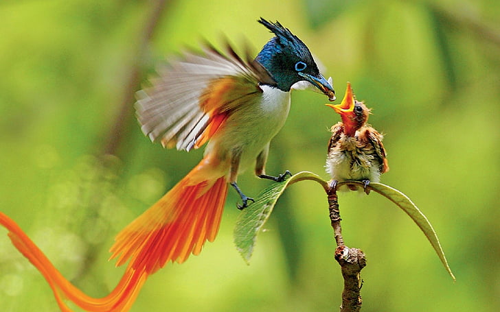 Animal, Flycatcher, Asian Paradise Flycatcher, Baby Animal, Bird, Branch, Colorful, HD wallpaper