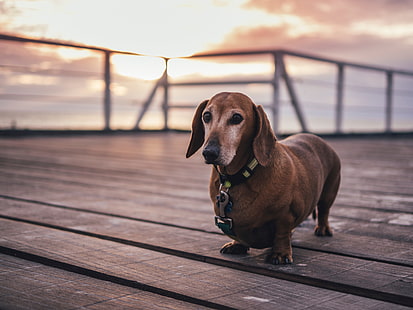perro salchicha marrón, perro salchicha, perro, paseo, collar, Fondo de pantalla HD HD wallpaper