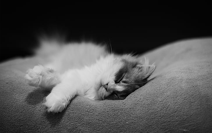 cat, cats, monochrome, sleeps, HD wallpaper