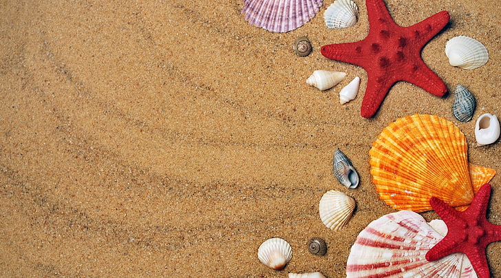 Summer Holiday Background, white and yellow seashells, Seasons, Summer, Ocean, Beach, Nature, Scene, Water, Life, Sand, Starfish, Marine, Holiday, Shell, Vacation, Seashells, Lifestyle, mussels, HD wallpaper