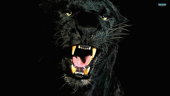 czarny jaguar, koty, czarna pantera, Tapety HD HD wallpaper
