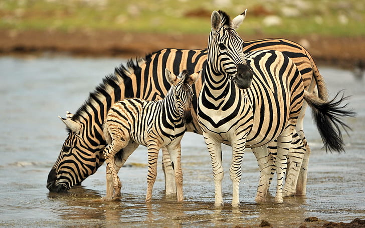 *** Zebras ***, water, zebras, animals, animal, HD wallpaper