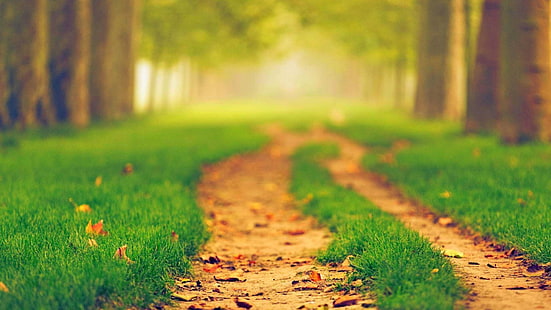 nature, path, blurred, green, depth of field, leaves, trees, natural light, plants, grass, HD wallpaper HD wallpaper