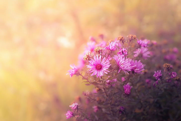 Flowers, Flower, Blur, Nature, Pink Flower, HD wallpaper