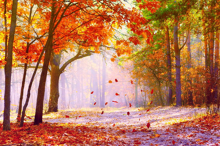 SPADAJĄCE LIŚCIE, suszone drzewa i droga, liście, ścieżka, jesień, las, pora roku, kolory, Tapety HD
