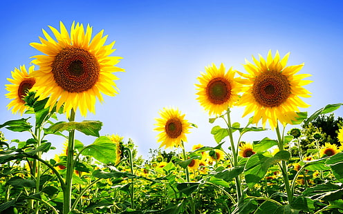 Gorgeous Sunflowers HD, yellow sunflowers, flowers, gorgeous, sunflowers, HD wallpaper HD wallpaper