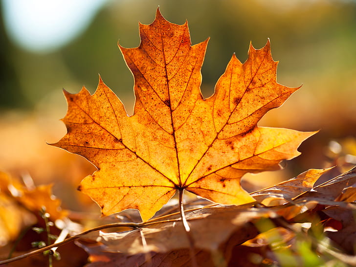 Leaf Macro Autumn HD, природа, макро, есен, лист, HD тапет