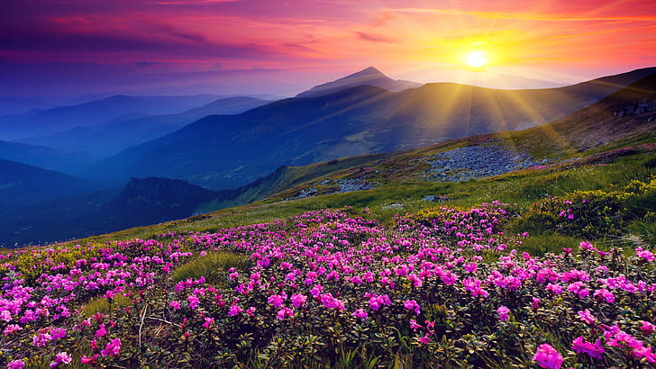 Amanecer, montañas, flores, hierba, amanecer, amanecer, montañas, flores, hierba, amanecer, Fondo de pantalla HD