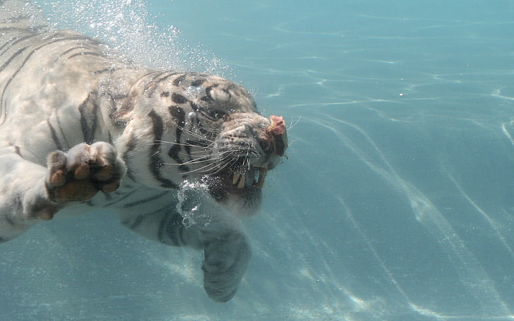 tiger, tiger, albino, water, dive, splash, meat, HD wallpaper