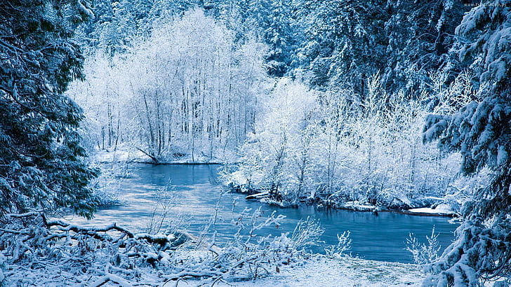ღ.amazing Scenery Of Winter.ღ, trees covered with snow, new year, calm, holidays, festival, snow, frosty, pretty, sweet, celebration, amazing scenery o, HD wallpaper