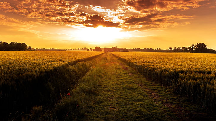 orange sky, orange sunset, field, countryside, crop, crop field, plain, evening, agriculture, rural area, horizon, HD wallpaper