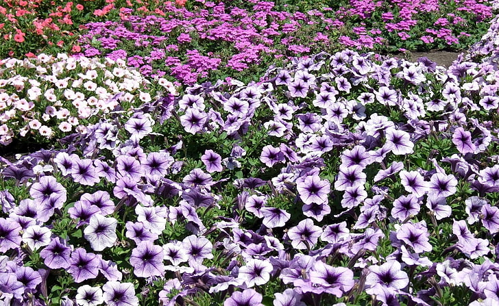 紫の花、ペチュニアの花、花壇、多く、明るい、 HDデスクトップの壁紙