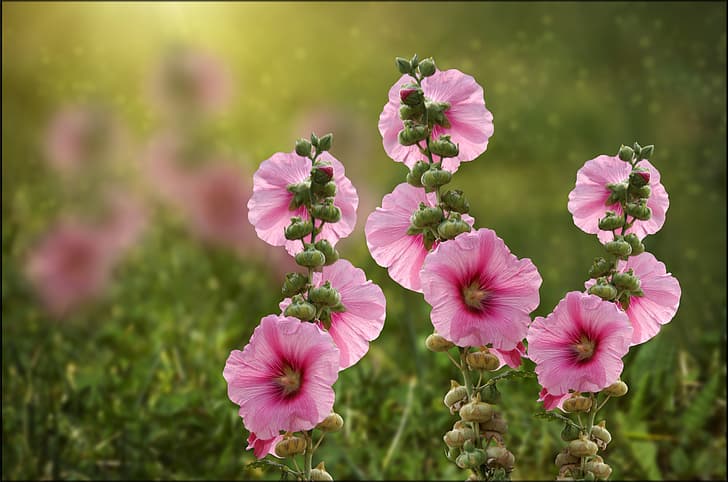 สีชมพู ดอกตูม โบเก้ ชบา, วอลล์เปเปอร์ HD