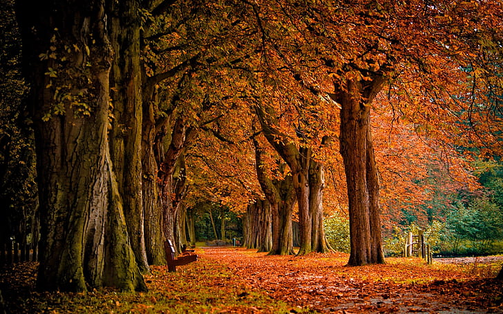 trees autumn season bench parks 2560x1600  Nature Trees HD Art , Trees, autumn (season), HD wallpaper