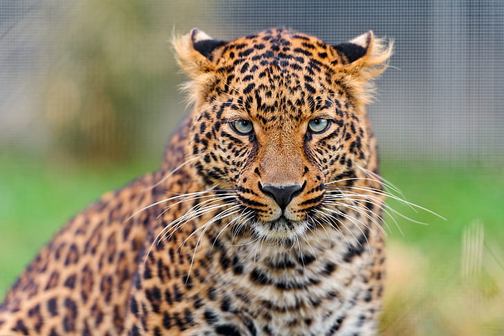 Leopard, young, HD, 4k, Animal, HD wallpaper