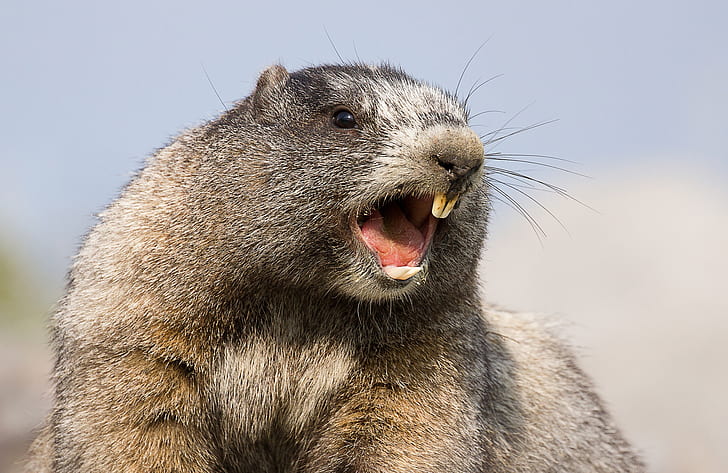 teeth, marmot, rodent, Hoary marmot, HD wallpaper
