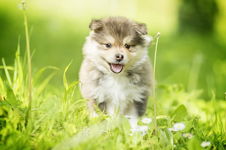 Gras, Hund, Welpe, Spaziergang, finnischer Lapphund, HD-Hintergrundbild