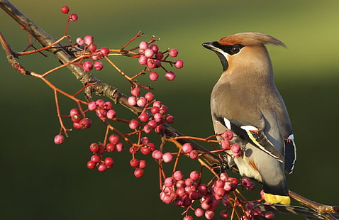 Waxwing Bird, waxwing, Bird, Berries, branch, Sfondo HD HD wallpaper