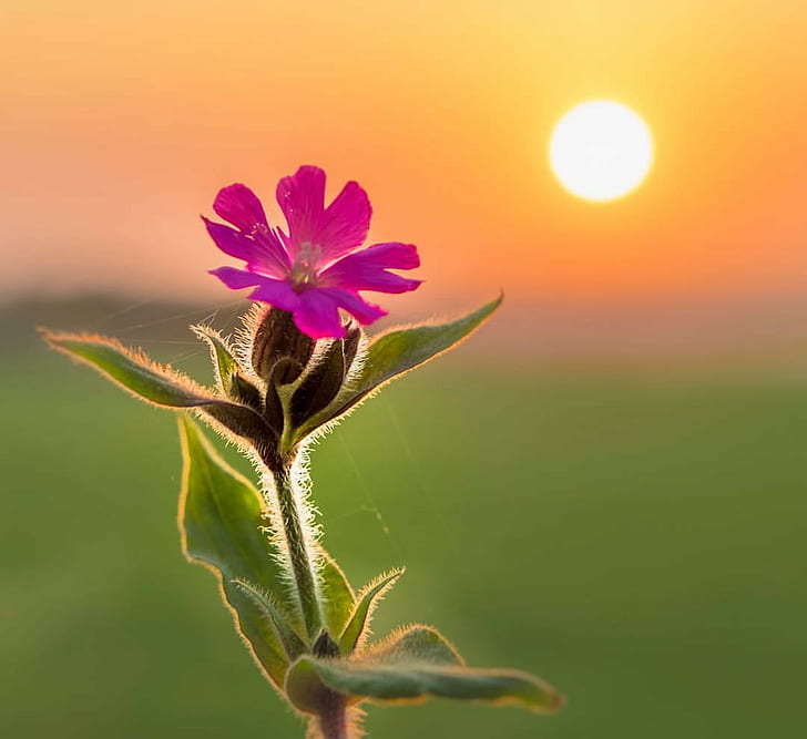 selective focus photo of pink Malva flower at sunrise, england, england, time, sunset, flower, england, uk, fujifilm, fuji, selective focus, photo, pink, Malva, sunrise, instagram, app, square, format, iphoneography, uploaded, nature, plant, summer, beauty In Nature, close-up, HD wallpaper