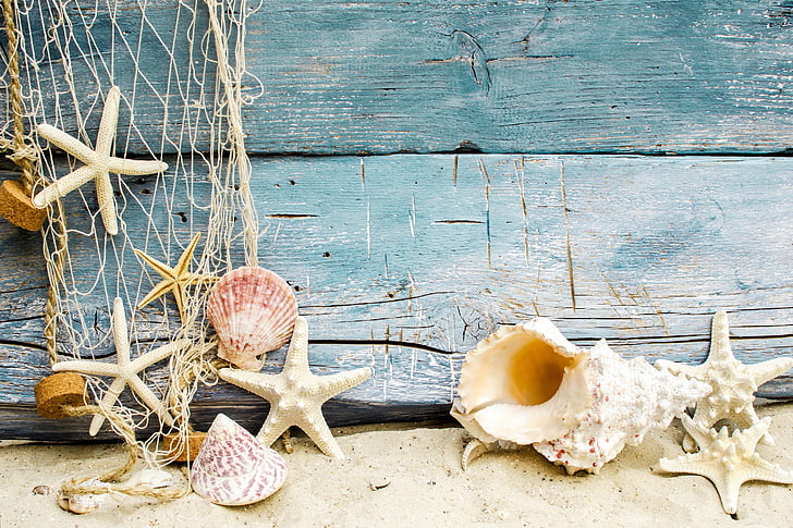 декор ракушек, песок, пляж, ракушка, дерево, морские ракушки, морские звезды, HD обои