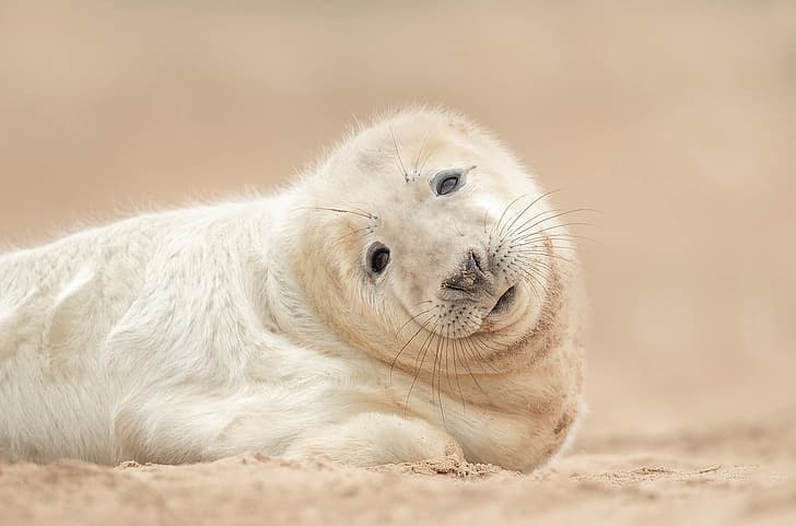 sand, look, background, seal, cub, pup, HD wallpaper