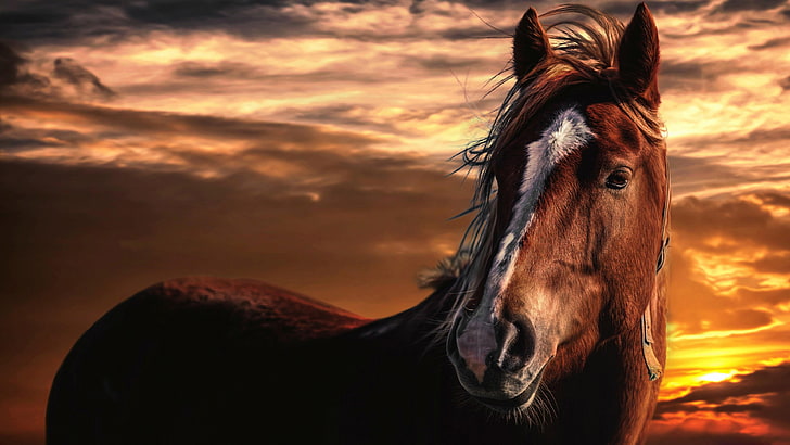 cheval brun, cheval, coucher de soleil, ciel, beauté, bande blanche, nuageux, vent, Fond d'écran HD