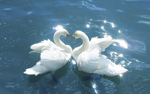 Обои Swans Love Between Birds Blue Water Hd для мобильных телефонов и ноутбуков, HD обои HD wallpaper