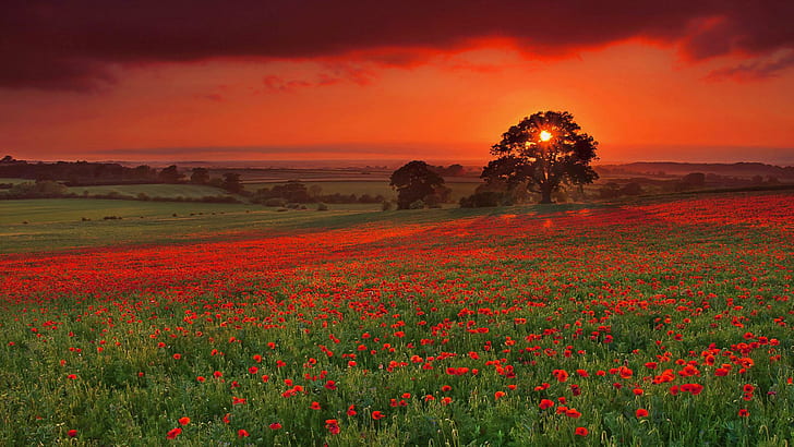 Poppy Red Sunset, fond d'écran de champ de fleurs pétales rouges, prairie, champs, arbre, coquelicots, coquelicot, coucher de soleil, nature et paysages, Fond d'écran HD