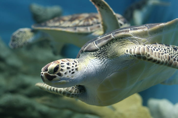 tortuga marina nadando bajo el mar, tortuga, tortuga, tortuga, tortuga marina, bajo el mar, tortuga marina, tortuga, mar, submarino, animal, naturaleza, vida silvestre, arrecife, Fondo de pantalla HD