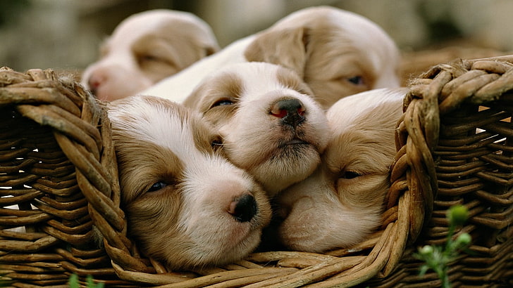 five short-coated white-and-brown puppies, animals, dog, puppies, baby animals, baskets, HD wallpaper