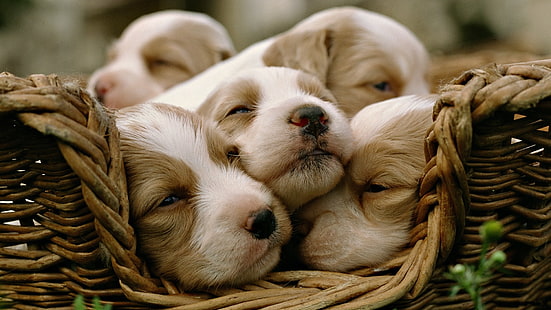 five short-coated white-and-brown puppies, animals, dog, puppies, baby animals, baskets, HD wallpaper HD wallpaper