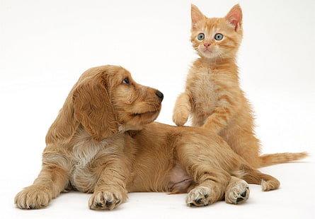 kot, pies, przyjaciele, uroczy, kotek, zwierzę, Tapety HD HD wallpaper