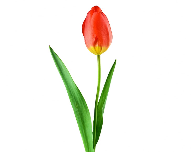 Single Red Tulip, Aero, White, Nature, Tulips, Flower, Spring, Garden, Flowers, Leaves, Water, Leaf, Rain, Plant, Tulip, Beauty, Growth, Mood, Decor, Decorative, grow, dropofwater, incentive, casting, cutout, HD wallpaper