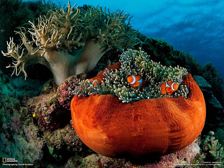 sea anemones, clownfish, fish, underwater, National Geographic, HD wallpaper