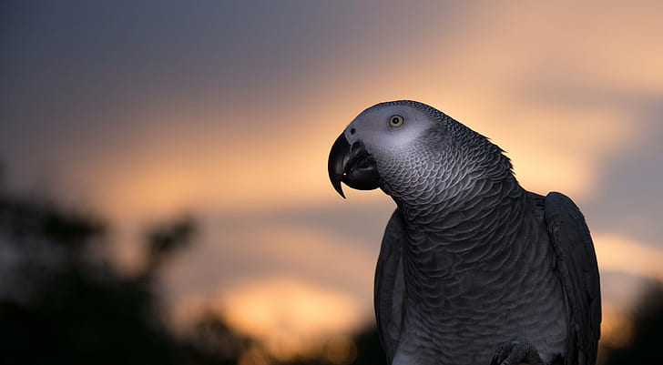 grå afrikansk papegoja tittar på sin vänstra, afrikanska grå papegoja, afrikansk grå papegoja, afrikansk grå papegoja, vänster, afrikansk grå papegoja, natur, fågel, djur, djurliv, papegoja, HD tapet