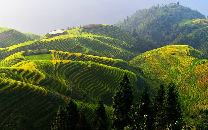 Terraços de arroz Longji, China bela paisagem, Longji, Arroz, Terraços, China, Bonita, Zona rural, HD papel de parede