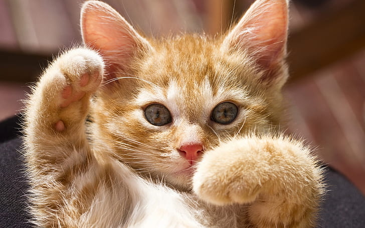 かわいい子猫のポーズ、かわいい、キティ、ポーズ、 HDデスクトップの壁紙