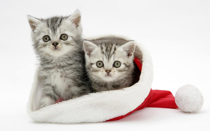 休日 クリスマス 猫 子猫 サンタ帽子 Hdデスクトップの壁紙 Wallpaperbetter