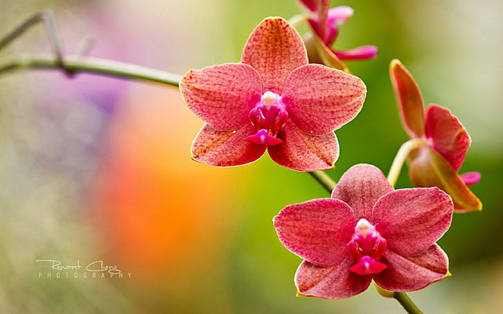 Las orquídeas de exhibición, plantas, flores, hermosas, orquídeas, hermosas flores, belleza, suavidad-belleza, exhibición de orquídeas, naturaleza, jardín, Fondo de pantalla HD