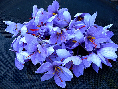 spring, saffron, 4k, flowers, HD wallpaper HD wallpaper